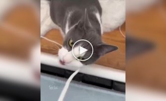 Fluffy blackmailer pretends to eat exercise if he is not fed on time