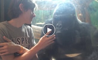 Парень показал горилле фотографии ее собратьев