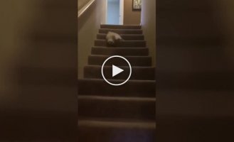 The cat came up with an original way to go down the stairs