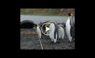 Как занять пингвинов на весь день