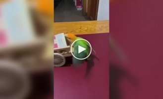 Попугай курильщика