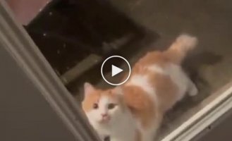 Сложные отношения кошки с дверью