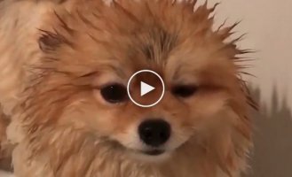 Мимишная собака, которая любит ванную