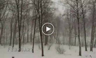 Удивительное видео. 1 год за 2 минуты