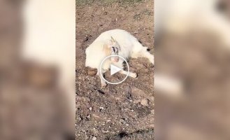 Рогата любителька поспати