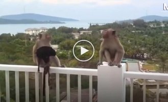 A gang of monkeys staged a "model show" on a hotel balcony