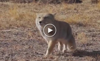 Have you ever seen how funny a Tibetan fox walks?