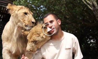 Обнимашки с двумя молодыми львами