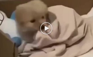 Puppy didn't want to get out of bed