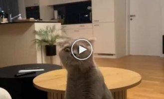 Cat's reaction to the smell of the owner's sock