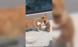 Для мамы нет препятствий