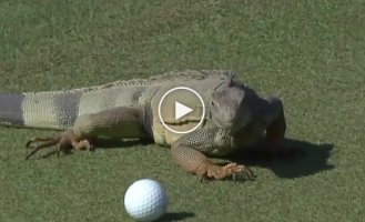 Игуана устроила диверсию на соревнованиях по гольфу