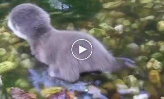 Baby otter learns to swim for the first time