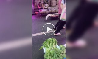 Котик здобув собі креветку