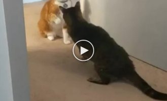 A cat with a trained punch