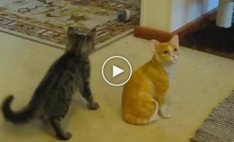 Вражеский кот