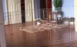 Если забор от собак не помогает, используйте хитрость