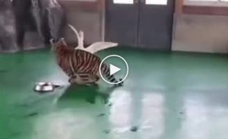 Well, which of us is a predator: a goose against a tiger