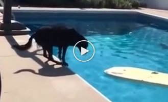 Умная собака нашла способ как достать из бассейна мячик