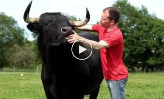 Красивая дружба фермера и спасенного от гибели на арене корриды быка
