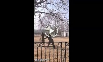 Zoo employee breaks shovel while breaking up kangaroo fight