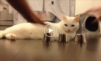 Коту по душе такие игры