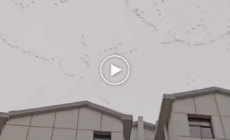 Strange flight of geese over China