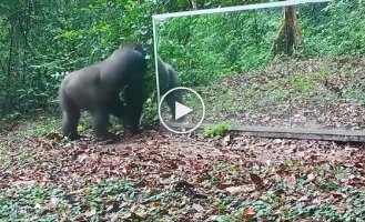 Животные и зеркало