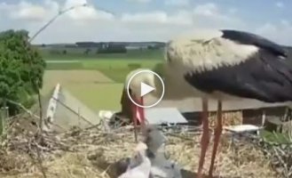 And they also say that storks bring babies