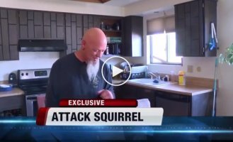Fluffy security guard home squirrel protected the owner's house from a robber