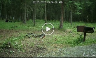 Медведь барибал забрел в туристический лагерь
