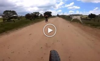 The bull tried to attack the cyclists