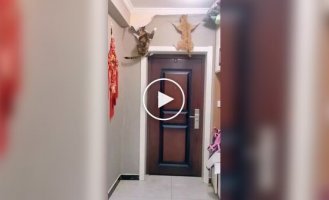 Тварини (короткі відео). Випуск 89