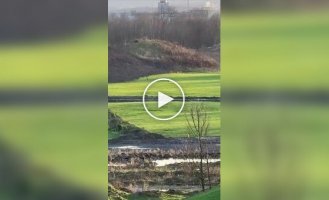 Собака спешит к любимой хозяйке