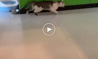 Забавный кот и его движения