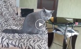 The cat was angry and his dear friend was spayed. Just look at how he reacts!
