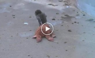 Little Punch, with a difficult fate, found a friend