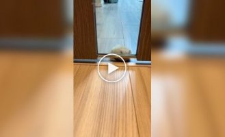 Hamster tries to crawl under the door