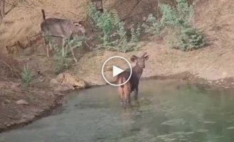 Перемирие. Леопард и потенциальные жертвы вместе утоляют жажду