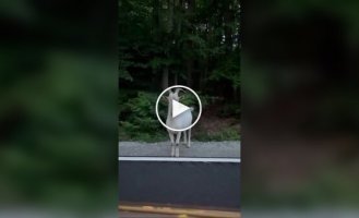 Встреча поляка с козлом и кабаном