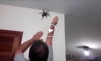 Убраем паука со стены