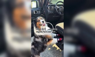 Dog's reaction to a car wash