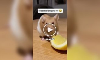 Животные (короткие видео). Выпуск 105