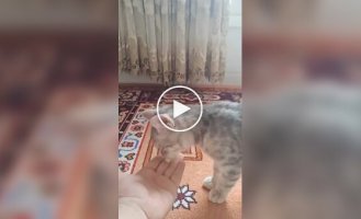 Таблетка помогла котенку эволюционировать