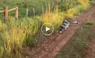 A massive anaconda blocked the road for tourists in Brazil