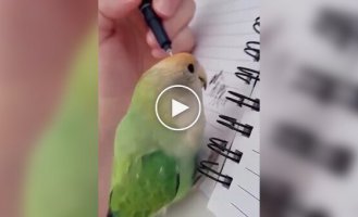 Parrots imitate sounds