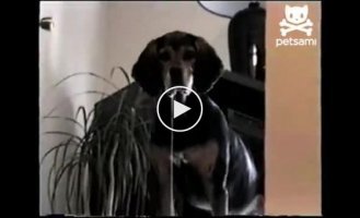 Слюнявый пес