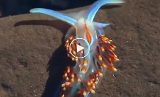 Эффектный морской слизень