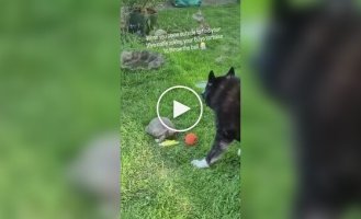 Пес просит кинуть ему мяч