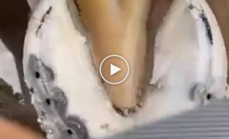 How to clean and trim a horse's hooves